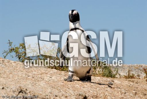 Brillenpinguin (75 von 148).jpg